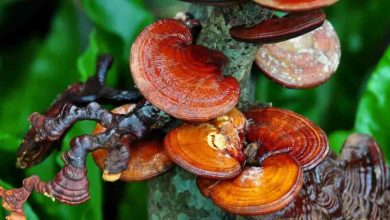 Reishi Mantarı Kullanıcı Yorumları